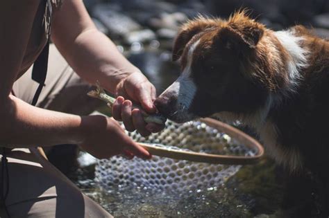 How to Go Fishing With Your Dog: Safety Precautions .